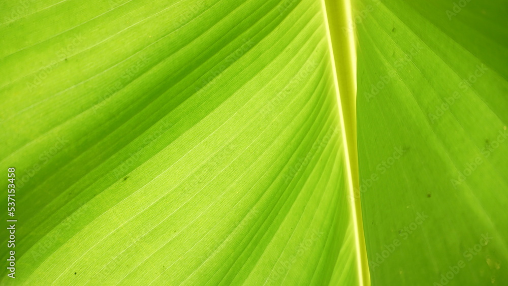 background Close up banana leaf green banana leaf background abstract background Close up banana leaf green banana leaf background abstract