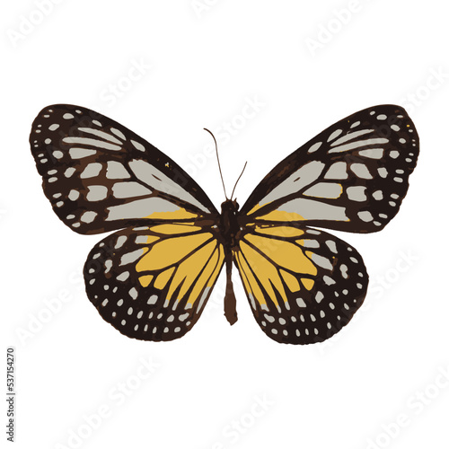 white black yellow butterfly vector isolated on transparent background