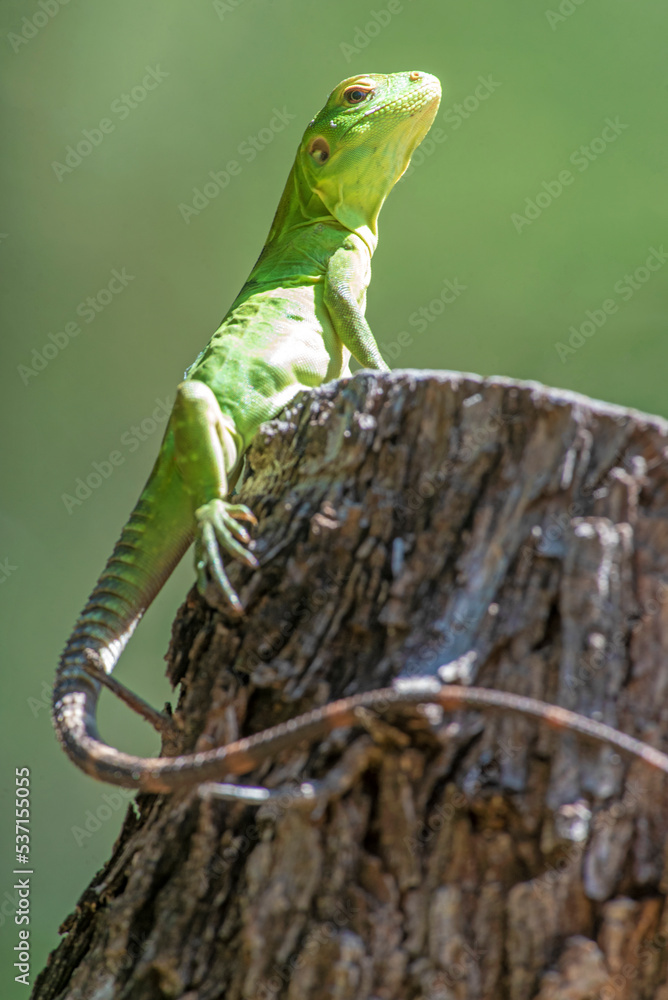 A young Cape spinytail iguana (Ctenosaura hemilopha) with an intense green color warms up in the morning sun... with a certain attitude.. A young Cape spinytail iguana (Ctenosaura hemilopha) with an intense green color warms up in the morning sun... with a certain attitude..