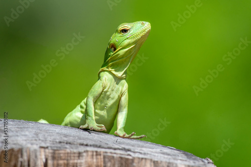 A young Cape spinytail iguana (Ctenosaura hemilopha) with an intense green color warms up in the morning sun... with a certain attitude..  photo