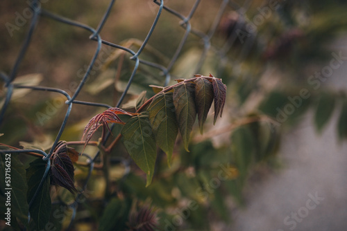 plant growing through a fence