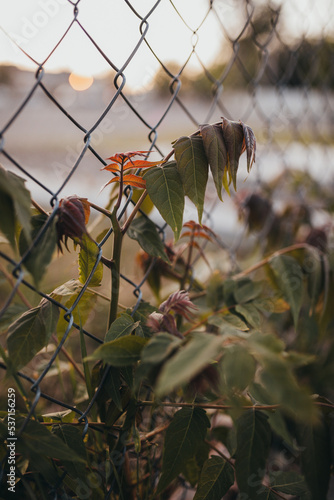 Plant growing through a fence