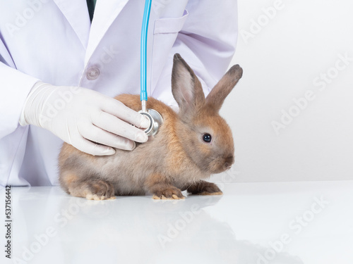 Veterinarian doctor examining a brown rabbit with a stethoscope on white table and white background.