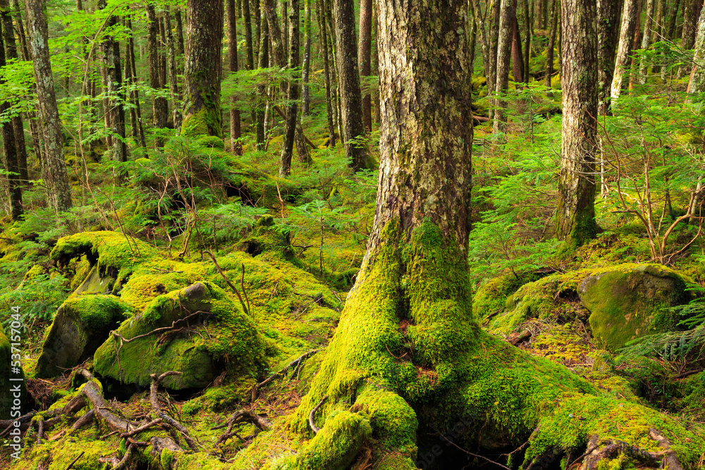 Fototapeta premium moss on a tree in the forest