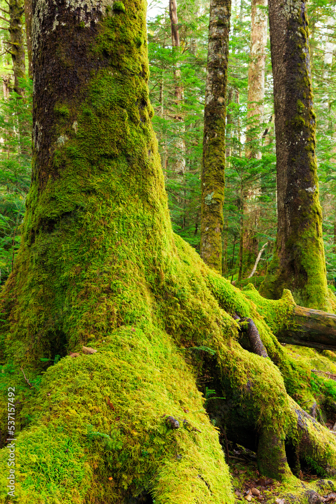 Fototapeta premium moss covered tree trunk