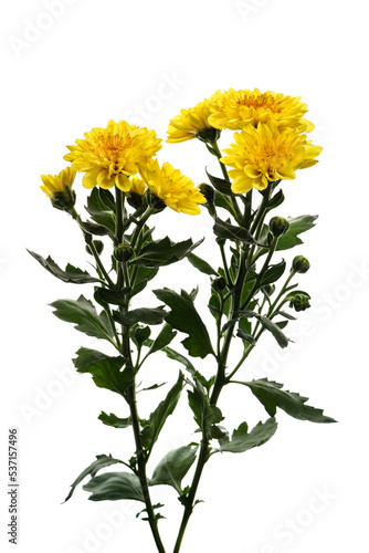 ポットマム　ダンテ