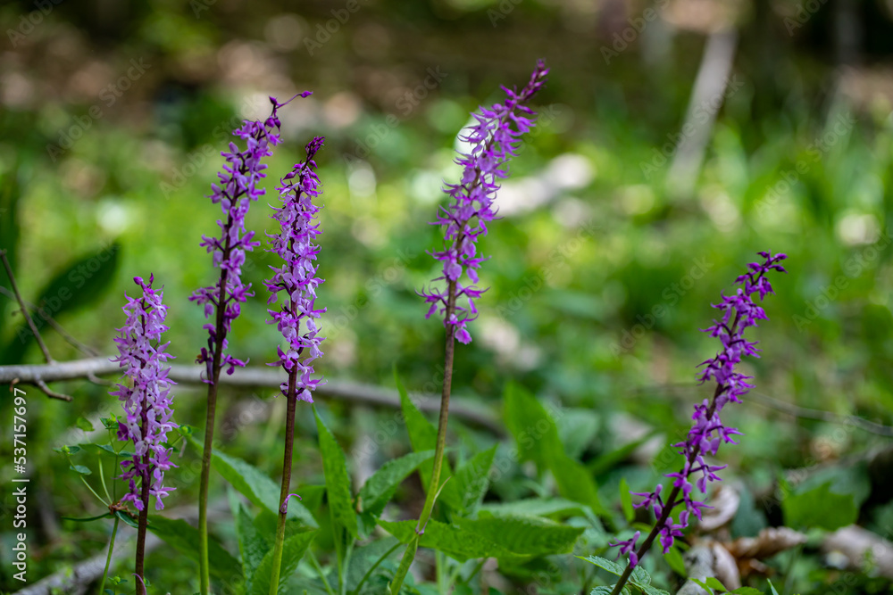 Orchis mascula flower growing in meadow, close up Orchis mascula flower growing in meadow, close up