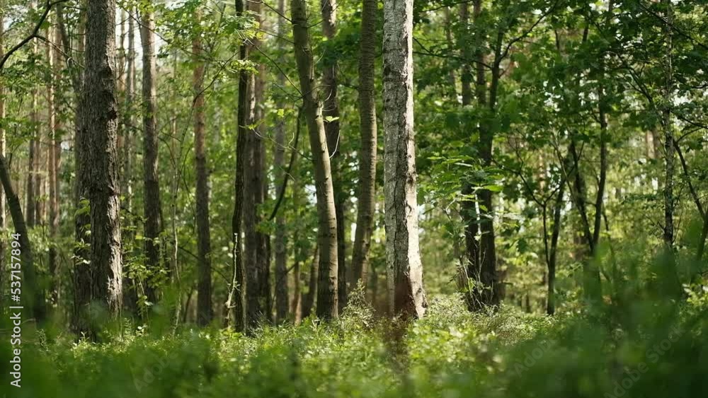 Sunny day in the middle of beautiful, green forest, slow motion Sunny day in the middle of beautiful, green forest, slow motion