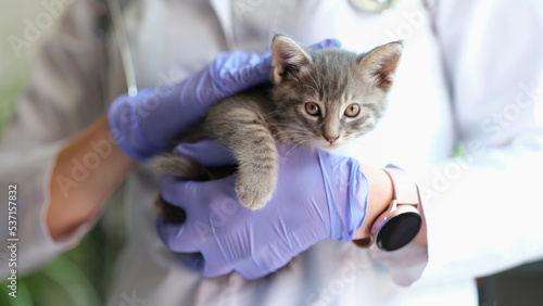 Female veterinarian holding grey striped kitten in hands