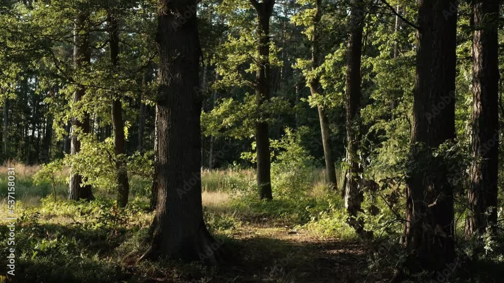Path in beautiful forest, gentle breeze moves the leaves on the trees Path in beautiful forest, gentle breeze moves the leaves on the trees