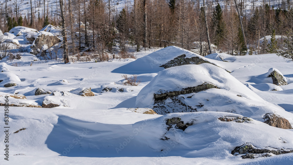 Large picturesque boulders lie in snowdrifts. A layer of untouched snow on the rocks. Bare trees in the distance. Light and shadows. Altai Large picturesque boulders lie in snowdrifts. A layer of untouched snow on the rocks. Bare trees in the distance. Light and shadows. Altai