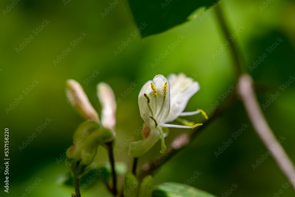 Lonicera xylosteum flower growing in meadow, macro Lonicera xylosteum flower growing in meadow, macro