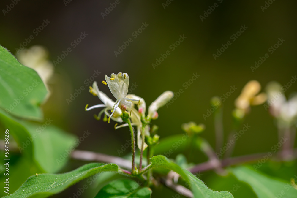 Lonicera xylosteum flower growing in meadow, macro Lonicera xylosteum flower growing in meadow, macro