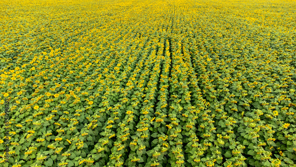 a field of sunflowers from a height, smooth rows of plants.