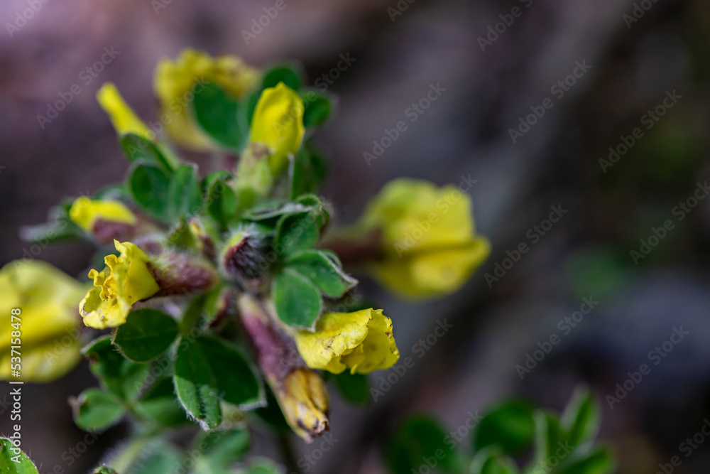 Cytisus hirsutus flower growing in forest, close up Cytisus hirsutus flower growing in forest, close up