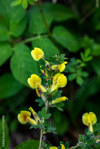 Cytisus hirsutus flower growing in forest, close up	