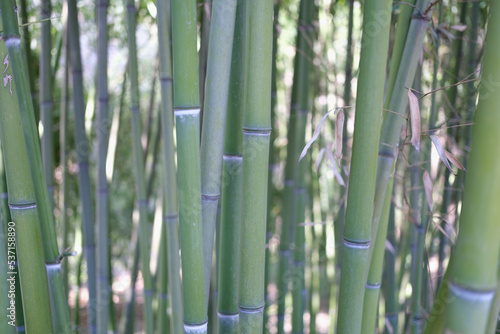 Fototapeta Naklejka Na Ścianę i Meble -  Green bamboo grove or indian cane wallpaper background