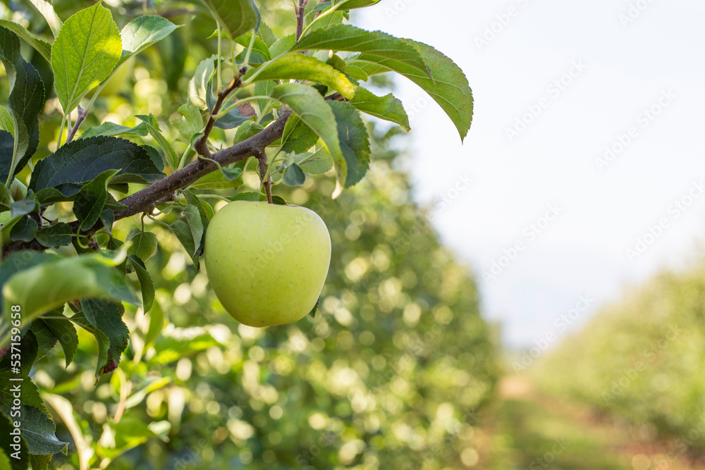 Apple orchard with ripe fruits.