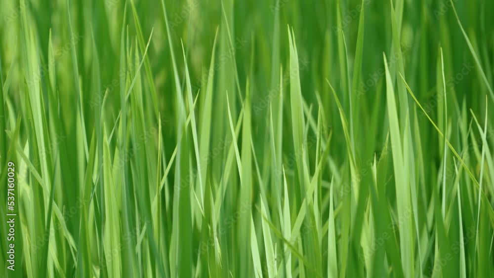 Closeup The leaves are growing all green into a beautiful field. Closeup The leaves are growing all green into a beautiful field.