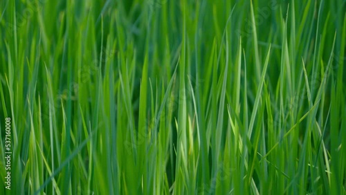 Closeup The leaves are growing all green into a beautiful field. photo