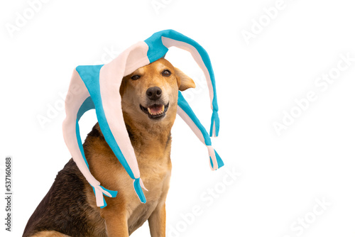 Dog with light blue and white harlequin hat photo