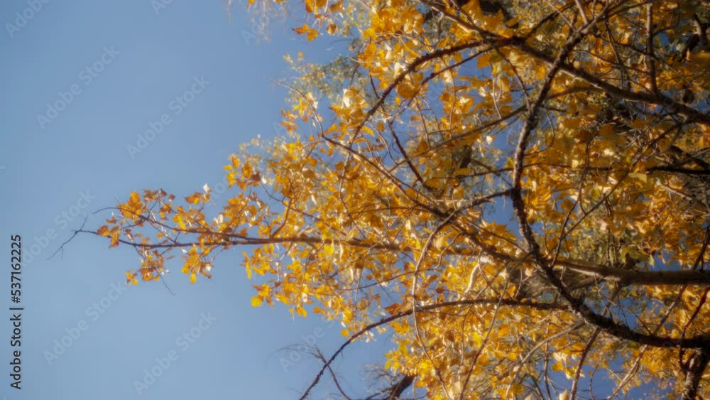 A tree branch full of yellow foliage in autumn. Seasons changing concept. Slow motion, dolly shot. A tree branch full of yellow foliage in autumn. Seasons changing concept. Slow motion, dolly shot.