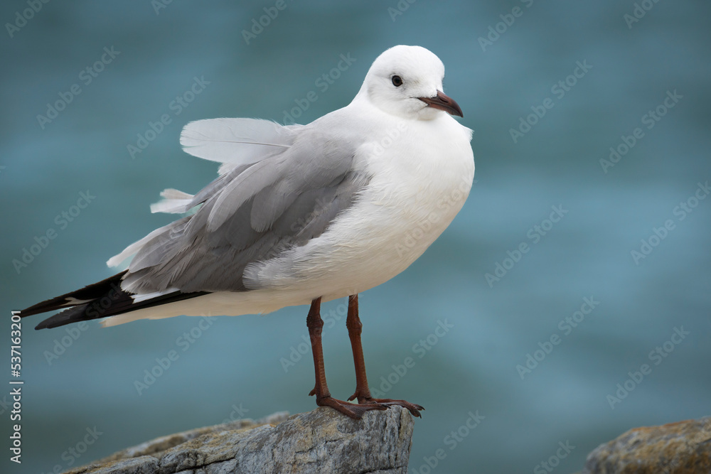 Hartlaub's gull or king gull (Chroicocephalus hartlaubii). Kleinmond, Whale Coast, Overberg, Western Cape, South Africa. Hartlaub's gull or king gull (Chroicocephalus hartlaubii). Kleinmond, Whale Coast, Overberg, Western Cape, South Africa.