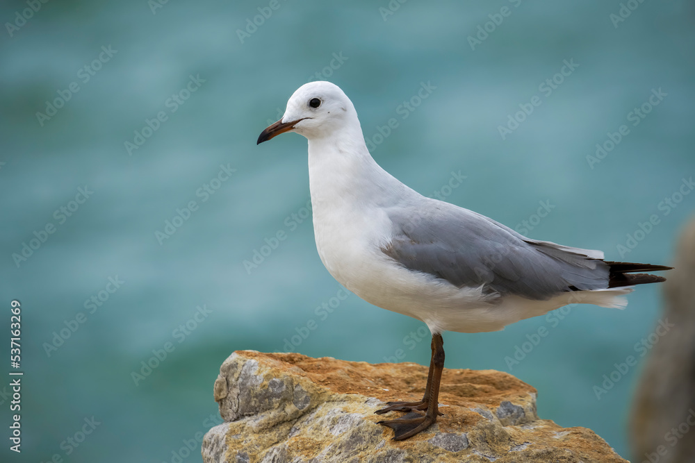 Hartlaub's gull or king gull (Chroicocephalus hartlaubii). Kleinmond, Whale Coast, Overberg, Western Cape, South Africa. Hartlaub's gull or king gull (Chroicocephalus hartlaubii). Kleinmond, Whale Coast, Overberg, Western Cape, South Africa.