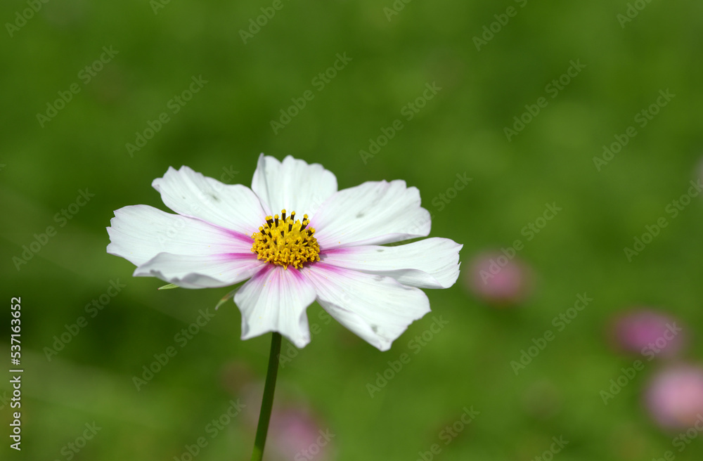 Obraz premium ピコティー コスモス