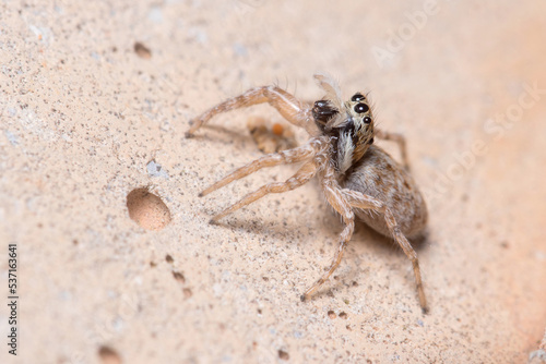 Female Menemerus semilimbatus spider staring from a wall © Jorge