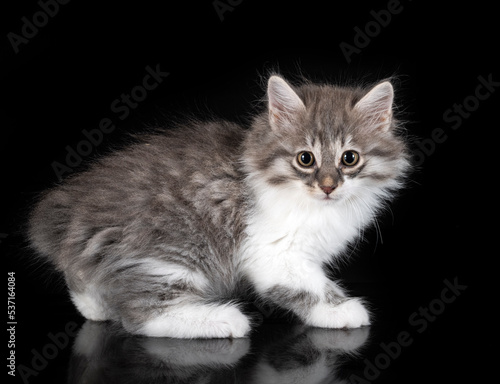 Wallpaper Mural Kurilian Bobtail in studio Torontodigital.ca