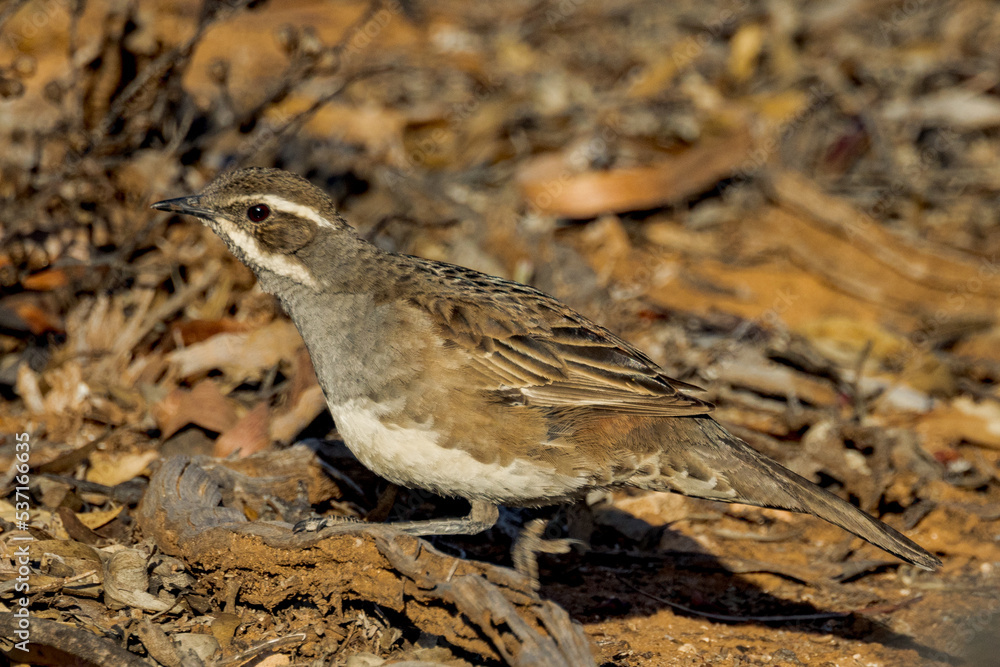 Copper-backed Quail-thrush in Western Australia Copper-backed Quail-thrush in Western Australia