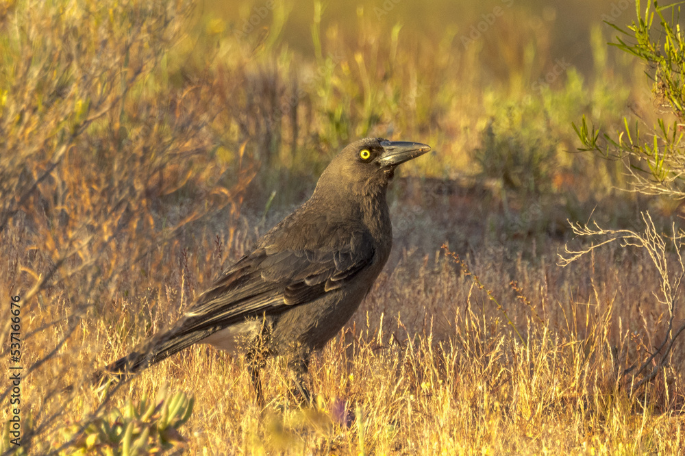 Grey Currawong in Western Australia Grey Currawong in Western Australia