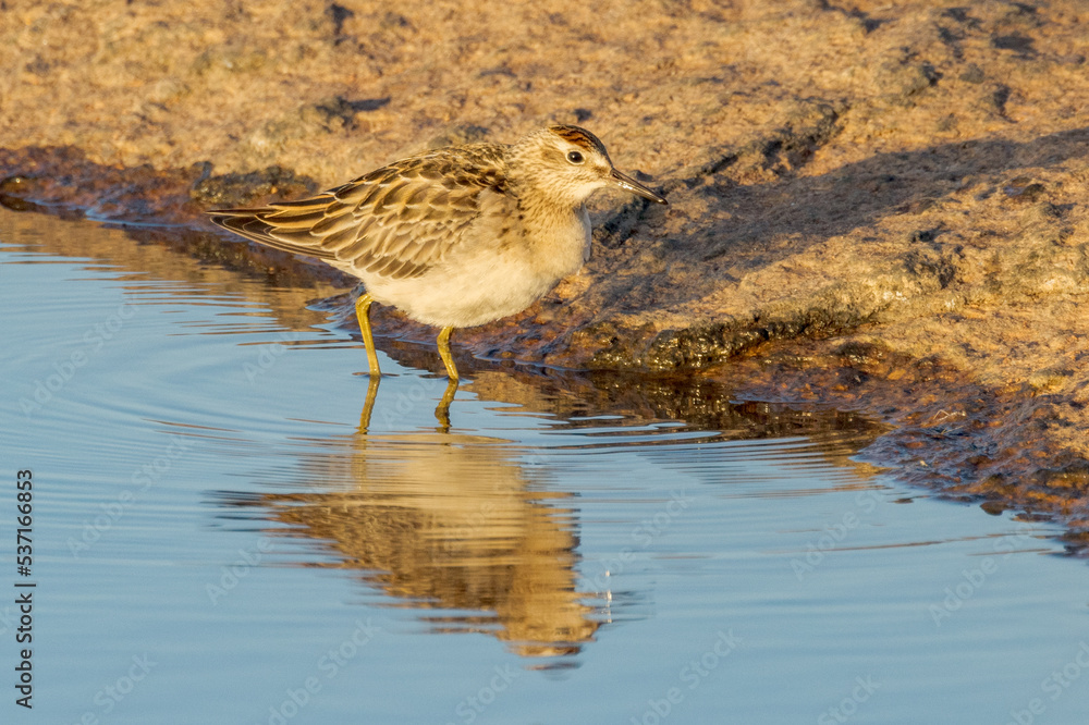 Sharp-tailed Sandpiper in Western Australia Sharp-tailed Sandpiper in Western Australia
