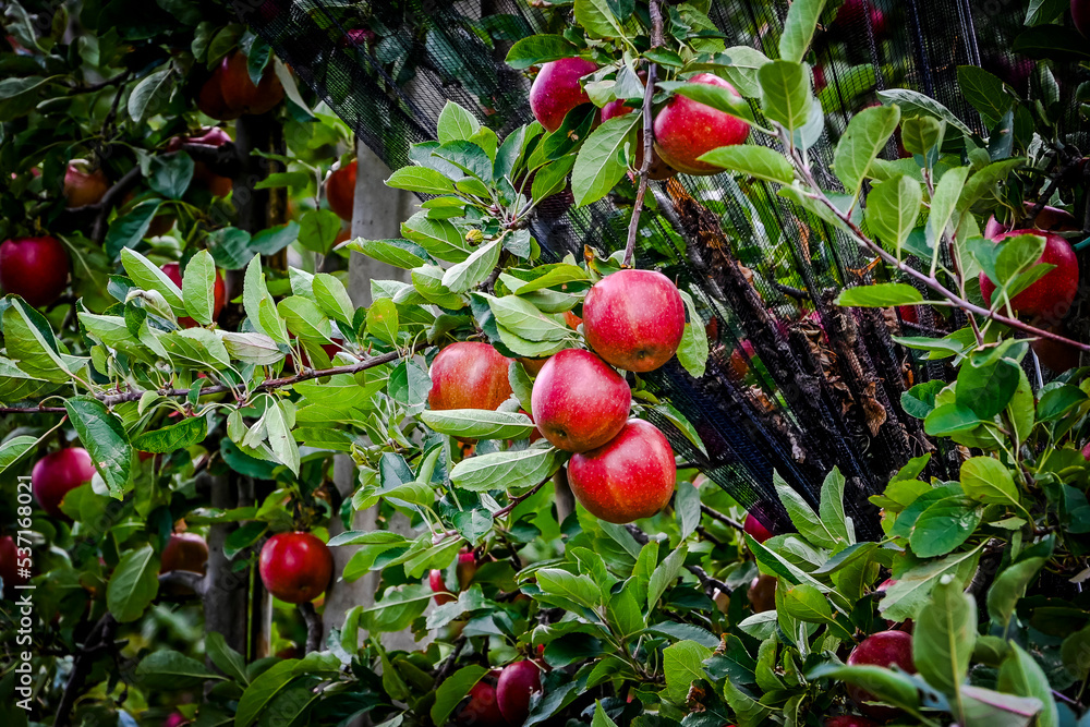 Meran, Apfelernte, Apfelbäume, Ernte, Obstbäume, Obstbauer, Vinschgau, Südtirol, Apfelernte, Herbst, Herbstsonne, Herbstfarben, Italien