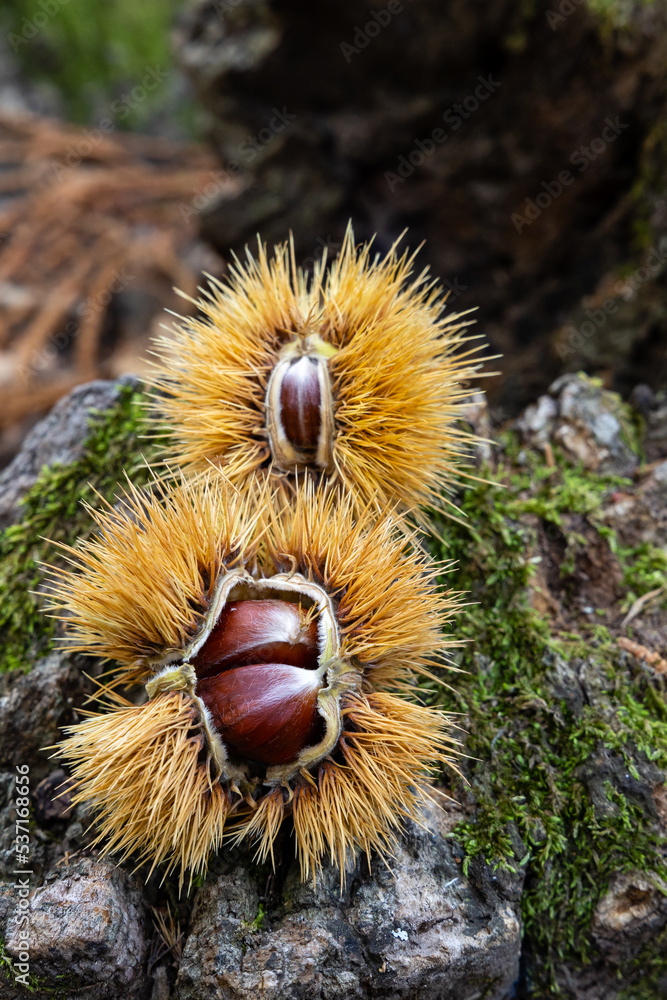 chestnut hedgehogs already ripe and fallen on the ground in Spain chestnut hedgehogs already ripe and fallen on the ground in Spain