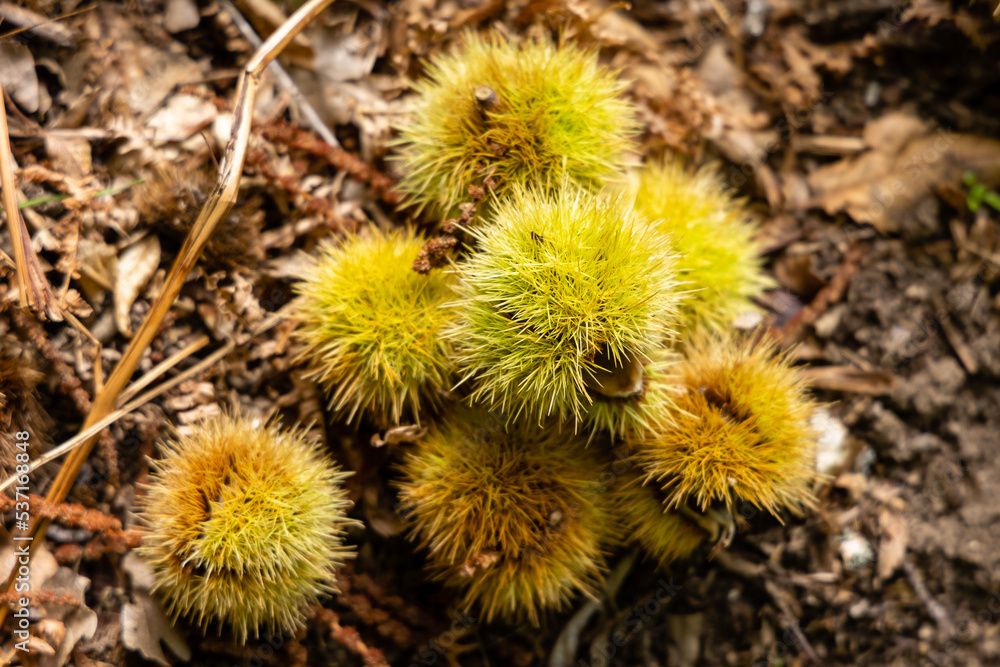 chestnut hedgehogs already ripe and fallen on the ground in Spain chestnut hedgehogs already ripe and fallen on the ground in Spain