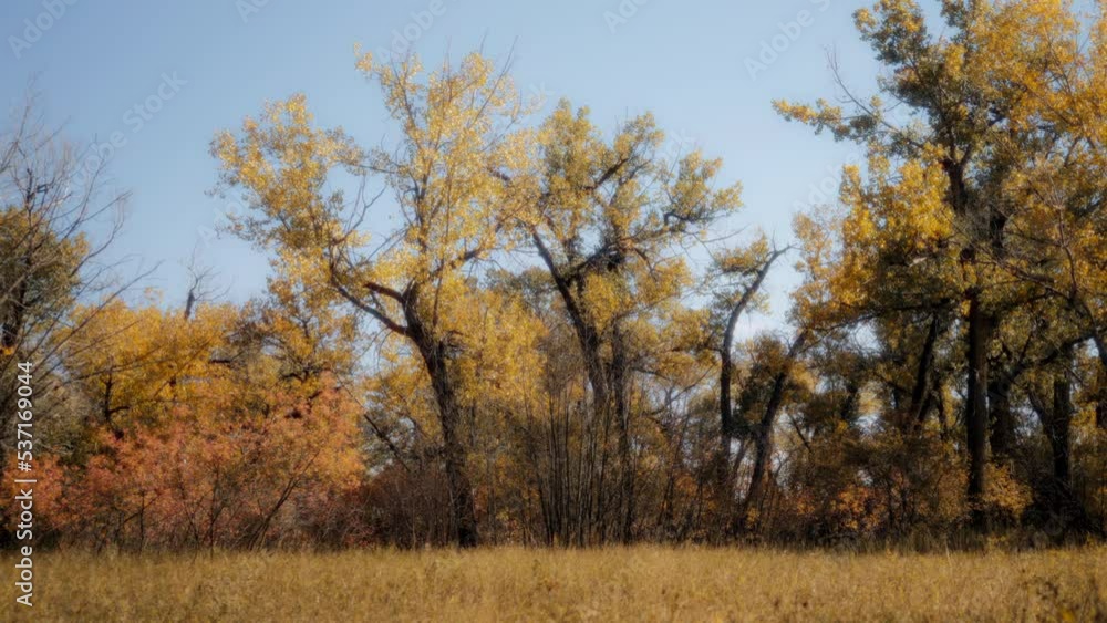 Autumn landscape of a meadow in forest and trees covered in golden foliage. Seasons changing concept. Slow motion, dolly shot. Autumn landscape of a meadow in forest and trees covered in golden foliage. Seasons changing concept. Slow motion, dolly shot.