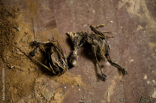 Skeleton of dead birds lying on the floor.