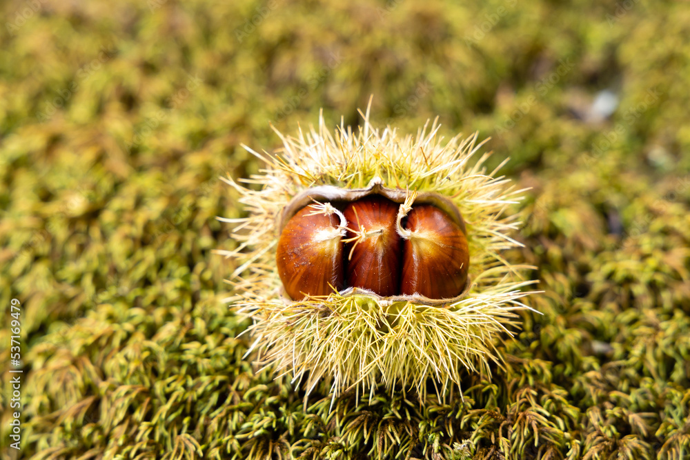 chestnut hedgehogs already ripe and fallen on the ground in Spain chestnut hedgehogs already ripe and fallen on the ground in Spain