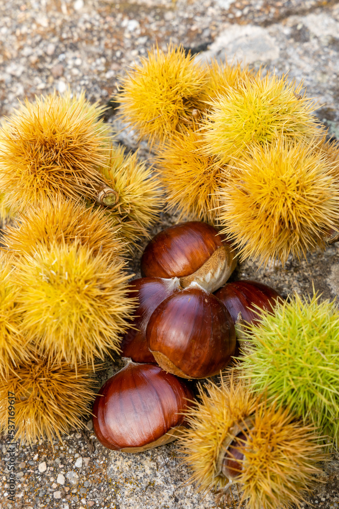 chestnut hedgehogs already ripe and fallen on the ground in Spain chestnut hedgehogs already ripe and fallen on the ground in Spain