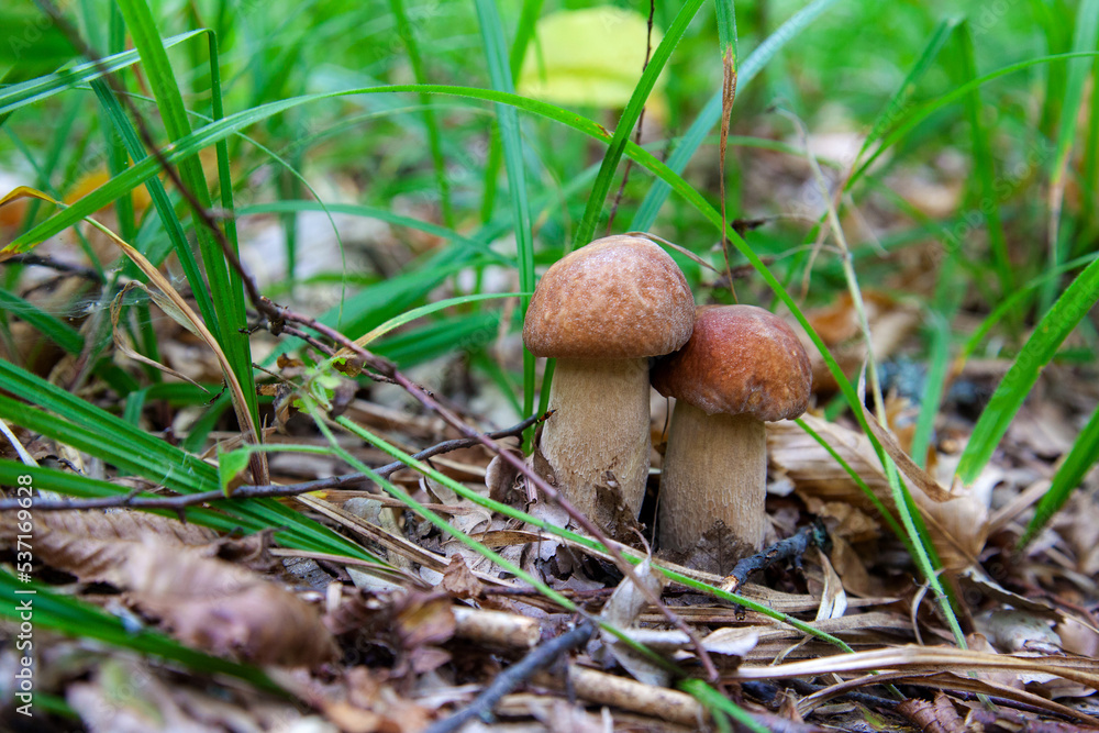 Mushroom family of boletus mushroom in the wild. Porcini mushroom grows on the forest floor at autumn season.. Mushroom family of boletus mushroom in the wild. Porcini mushroom grows on the forest floor at autumn season..