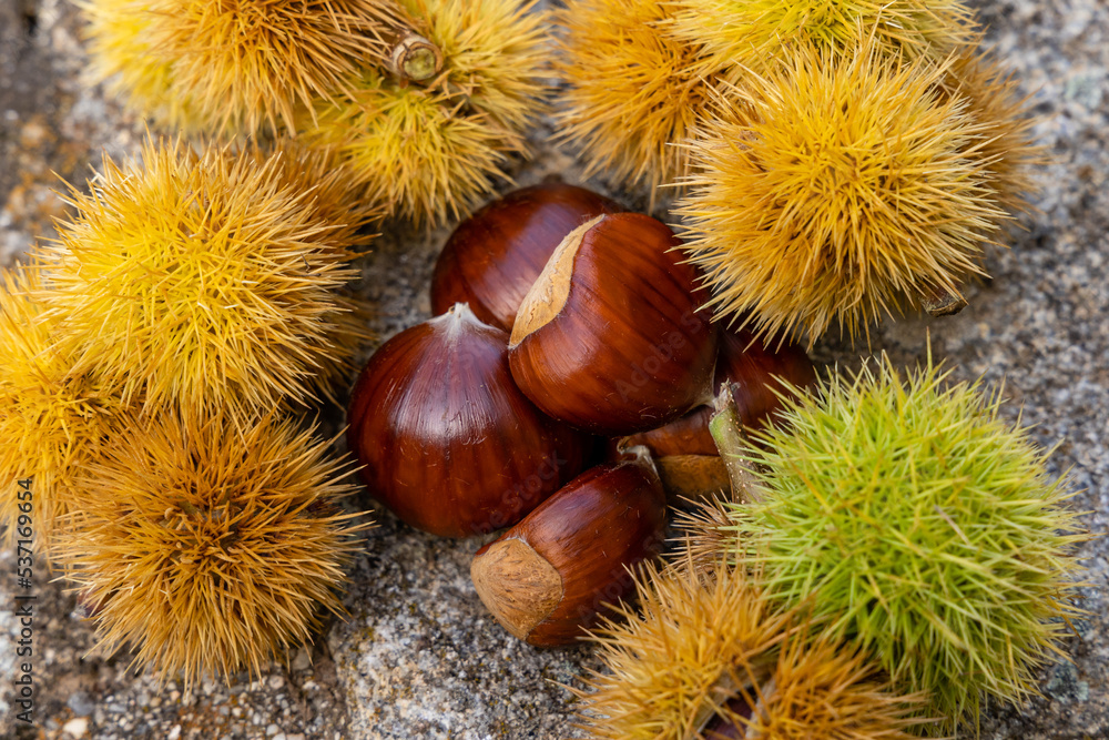 chestnut hedgehogs already ripe and fallen on the ground in Spain chestnut hedgehogs already ripe and fallen on the ground in Spain