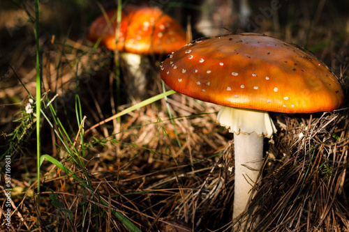 poisonous mushroom amanita in the forest photo