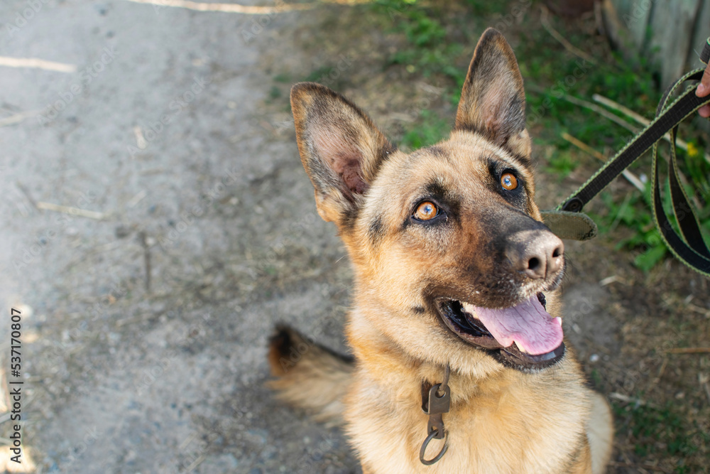 Young German Shepherd dog sitting and faithfully looking into the eyes of the owner. Young German Shepherd dog sitting and faithfully looking into the eyes of the owner.