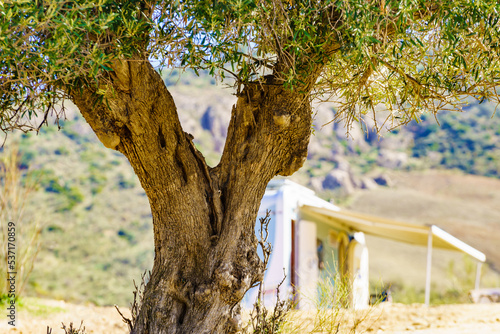 Old olive tree on hill in Andalucia Spain