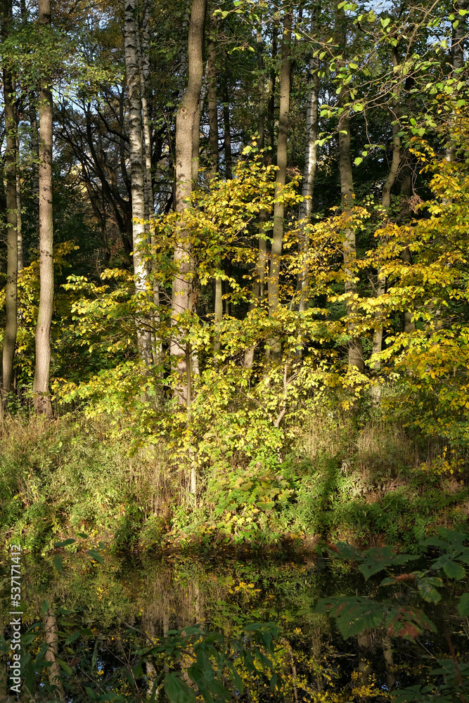 A SMALL RIVER IN THE AUTUMN FOREST