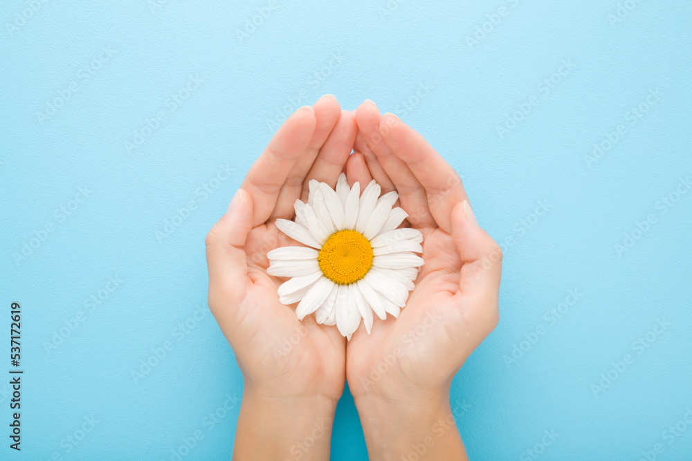 Big beautiful fresh white daisy flower on young adult woman palms on light blue table background. Pastel color. Closeup. Point of view shot. Top down view.