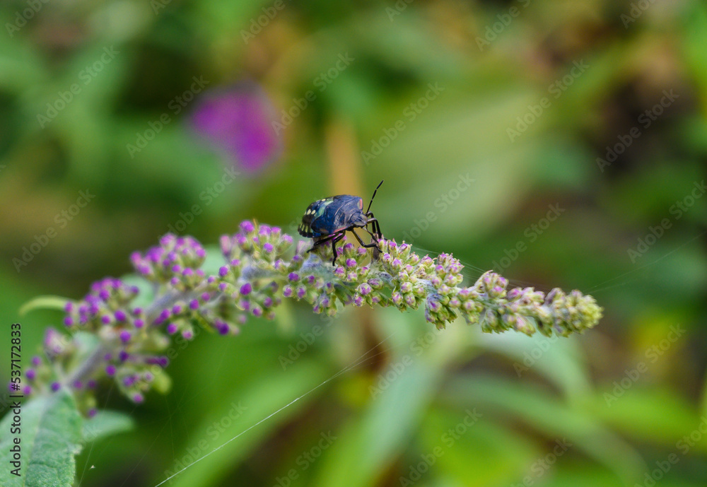 Insect on a wild flower. Bug on the plant Insect on a wild flower. Bug on the plant