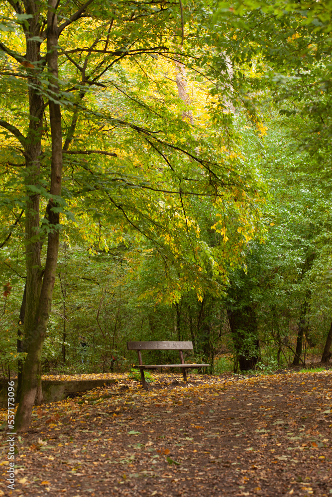 a lonely bench in autumn, close-up. a lonely bench is under the yellow green foliage of the trees in autumn. Leaves fell to the ground.